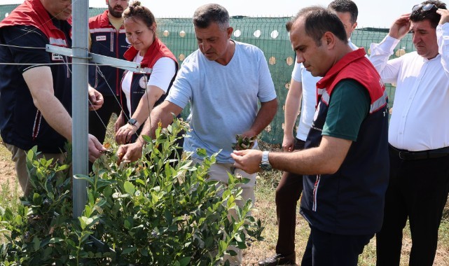 İpsala'da Yaban Mersini Hasadı Başladı