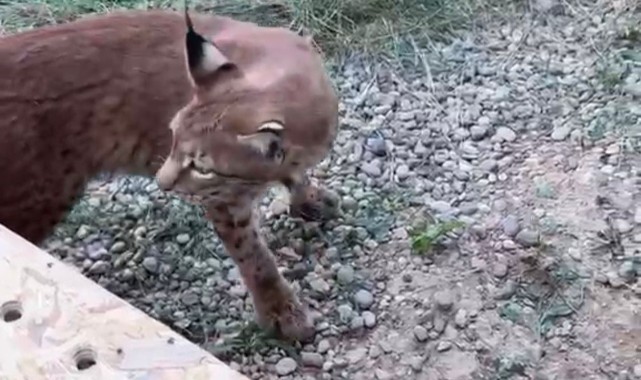 Kaçak yaban hayvanlarına el konuldu