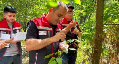 Kahverengi kokarcaya karşı 728 samuray arıcığı göreve başladı