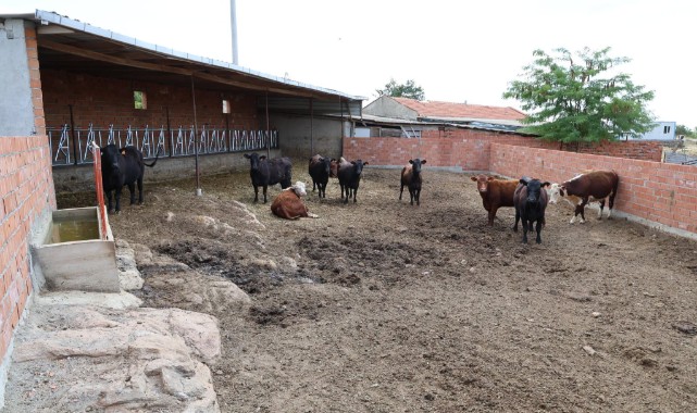 Kırsalda Bereket Projesi Kapsamında Örnek Kadın Yetiştiriciye Destek