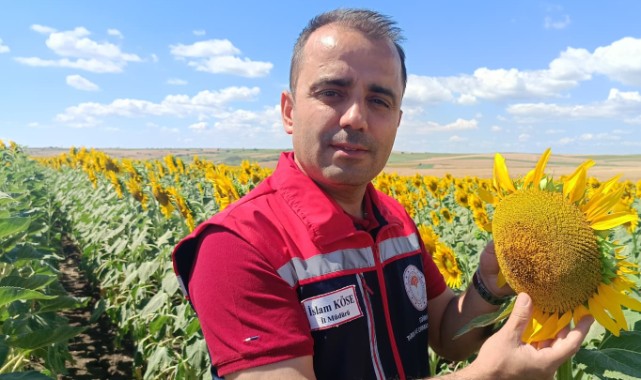 Kuraklığın Yaraları Sarılıyor, Ayçiçeğinde Yüksek Verim Bekleniyor