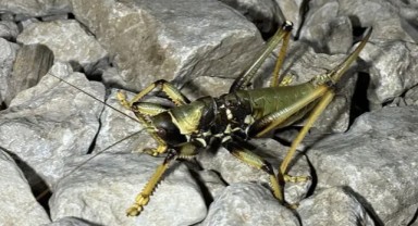 Tarım ve Orman Bakanlığı'ndan Çekirge Açıklaması,
