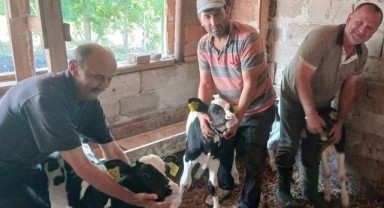Üçüz buzağı üreticiyi sevindirdi