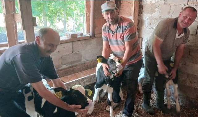 Üçüz buzağı üreticiyi sevindirdi