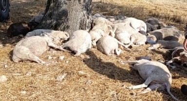Yıldırım düştü, 30 koyun telef oldu