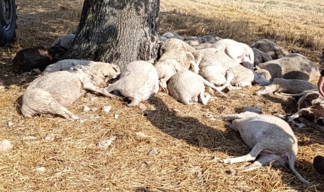 Yıldırım düştü, 30 koyun telef oldu