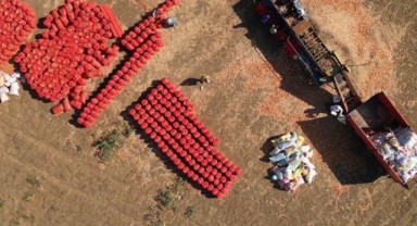 Coğrafi işaretli Tekirdağ soğanında 6 bin tona yakın rekolte bekleniyor