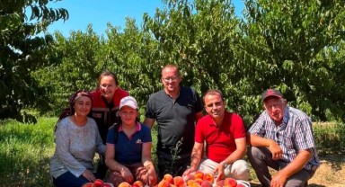 Dalından Sofraya Şeftali Mesaisi
