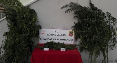   Hint Kenevirlerini Sularken Jandarmaya Yakalandı