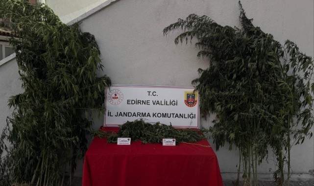 Hint Kenevirlerini Sularken Jandarmaya Yakalandı
