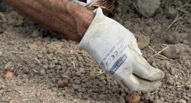 İnternetten Aldığı 1 Kilo Soğanla Başladı, Edirne'de Safran Üreticisi Oldu