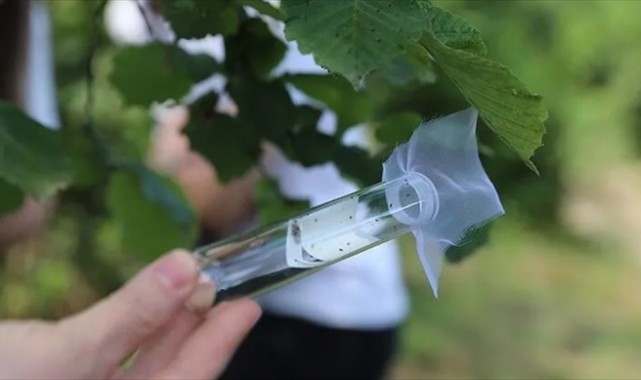 ​Kahverengi kokarcaya karşı mücadelede eğitim ve bilinçlendirme atağı