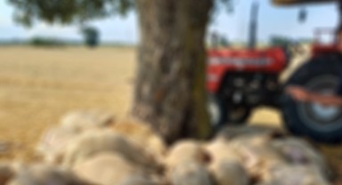 Sürüsünü Yıldırımda Kaybetti, Edirne Üreticisinin Yanında