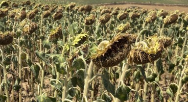 Trakya’nın Sarı Tarlalarında Rekolte Umudu