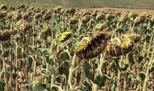 Trakya’nın Sarı Tarlalarında Rekolte Umudu