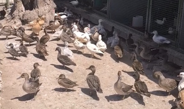 Yaban Hayvanlarının Kaçak Ticaretine Operasyon