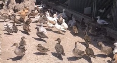 Yaban Hayvanlarının Kaçak Ticaretine Operasyon