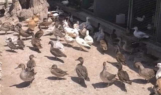 Yaban Hayvanlarının Kaçak Ticaretine Operasyon
