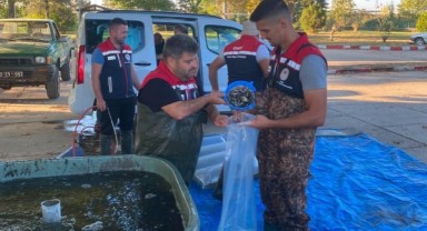 Yavru Sazanlar Bursa, Kırklareli Ve Tekirdağ’daki Göl Ve Göletlerle Buluşturuluyor