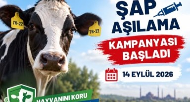 Büyükbaş Hayvanlar İçin Sonbahar Şap Mesaisi Başladı