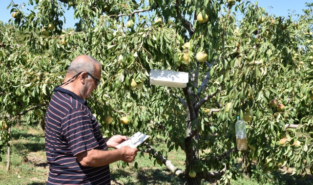  Edirne’de Emekli Üreticinin 15 Yıllık Armut Mesaisi