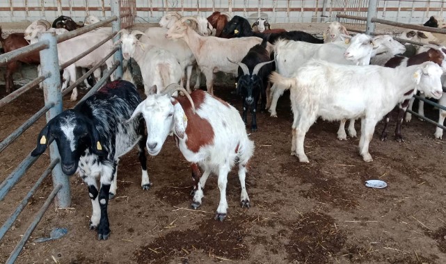 Edirne’de Küçükbaş Hayvan Pazarı Kuruldu
