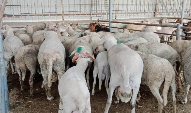 Edirne’de Küçükbaş Hayvan Pazarı Kuruldu