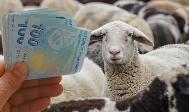  Edirne’de Küçükbaş Hayvancılığa Büyük Destek: Kredi Limiti 2 Milyon Liraya Çıktı