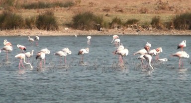 Enez’de Doğanın Pembe Konukları Görsel Şölen Sunuyor