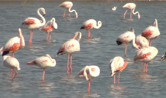 Enez’de Doğanın Pembe Konukları Görsel Şölen Sunuyor
