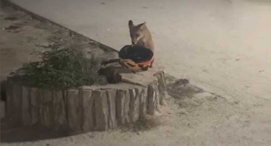 Söğütlük’te Yavru Tilkiden Kask Hırsızlığı