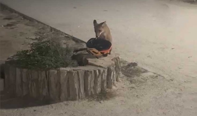 Söğütlük’te Yavru Tilkiden Kask Hırsızlığı