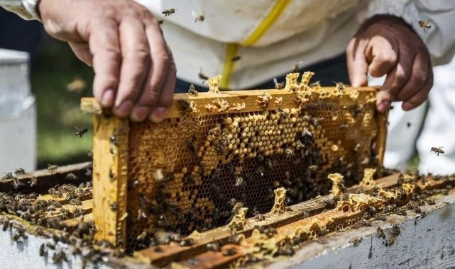 Arıcılık Desteği İçin Başvurular Devam Ediyor