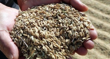 Çeltik Alımları Başladı