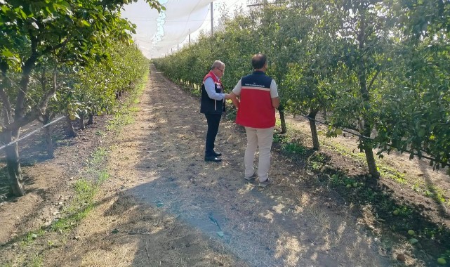 Meyve Bahçelerinde Hasat Öncesi Son Kontroller Yapıldı