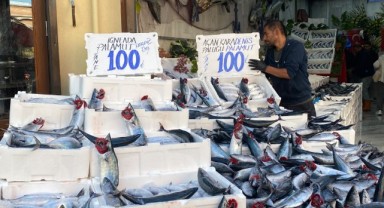 Palamutta Fiyat Sevindirdi: 100 TL’ye Geriledi!
