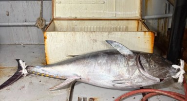 Saros’ta Böylesi İlk Kez Görüldü: 175 Kiloluk Orkinos