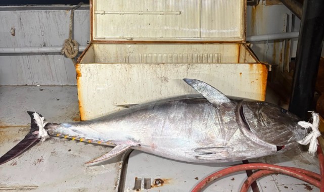 Saros’ta Böylesi İlk Kez Görüldü: 175 Kiloluk Orkinos