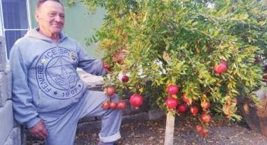 Trakya’da Nar Hasadı Başladı
