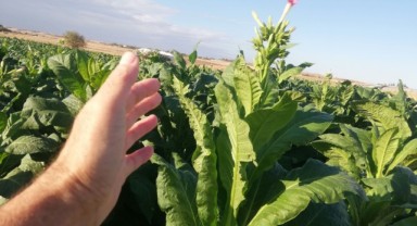 Tütünde Kısmen Hasat Başladı