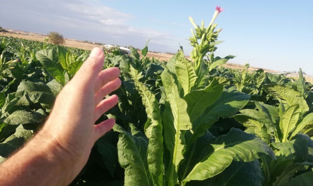 Tütünde Kısmen Hasat Başladı