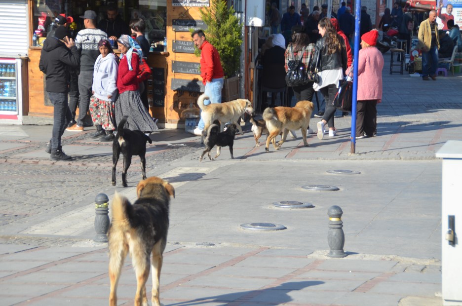 Başıboş köpekler sokaklarda kol geziyor