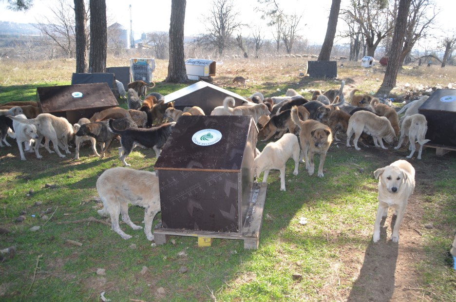 “Hayvan dilendirenlere fırtsat vermeyin”