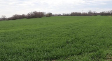 Üreticiler zirai dona karşı önlem aldı