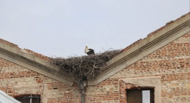 Leylek Sadık, yuvasına döndü